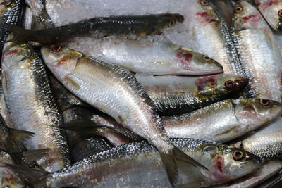 High angle view of fish for sale in market