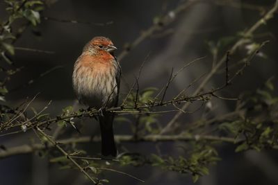 Close-up of bird perching on branch