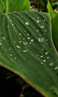 Close-up of raindrops on leaves