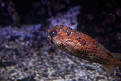 Close-up of fish swimming in sea