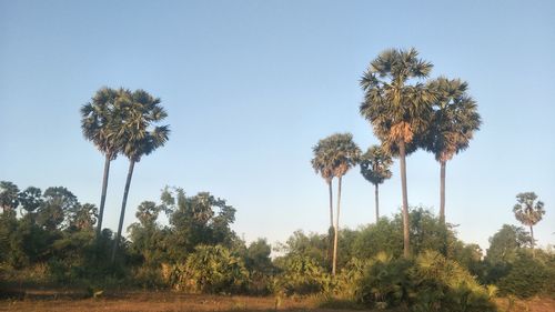 Coconut palm trees on field against clear sky