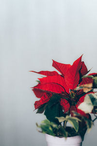 Close-up of red flowers