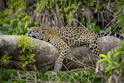 Close-up of leopard