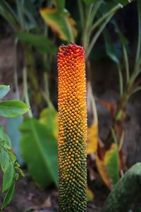 Close-up of corn on field