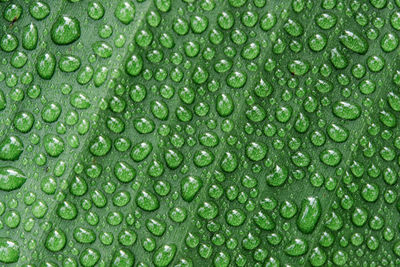 Full frame shot of wet leaf