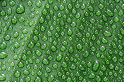 Water drops on banana leaf background