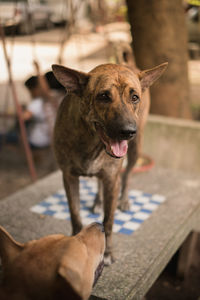 Portrait of dog looking at camera