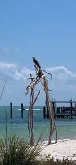 Wooden posts on beach against sky