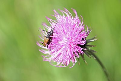 Close-up of bee pollinating on purple flower