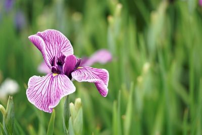 Close-up of purple iris flower