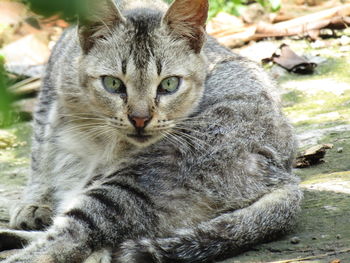 Portrait of cat sitting outdoors