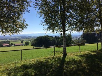 Scenic view of agricultural field against sky