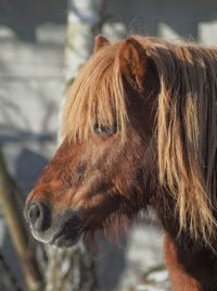 Close-up of horse standing outdoors