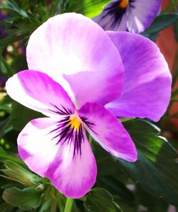 Close-up of pink flower blooming outdoors