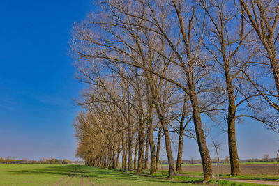 Trees against blue sky