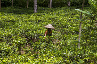View of mushroom growing in field