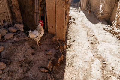 View of a rooster on sandy streets in marocco