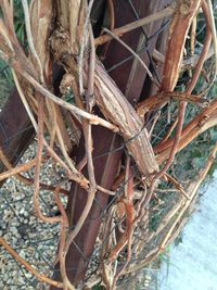 Close-up high angle view of plant