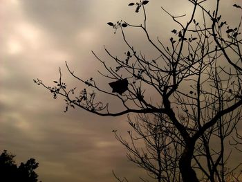 Low angle view of bare tree against cloudy sky