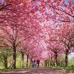 Footpath in park