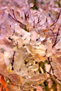 Close-up of cherry blossom