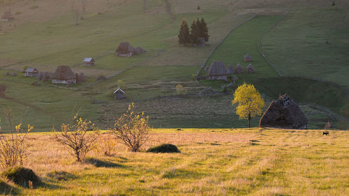Plants growing on field