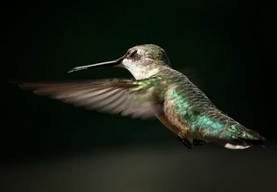 Little hummingbird soars through the air.