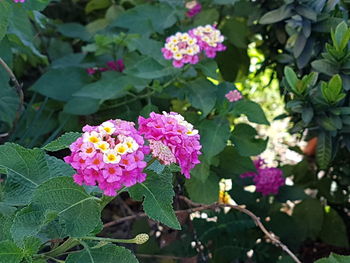 Close-up of pink flowers blooming outdoors