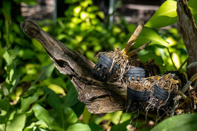 Close-up of insect on plant