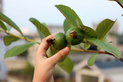 Close-up of hand holding fruit