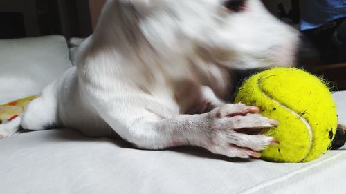 Close-up of a dog