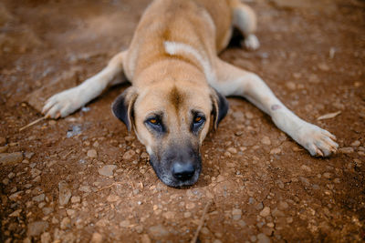 High angle view of dog lying on ground