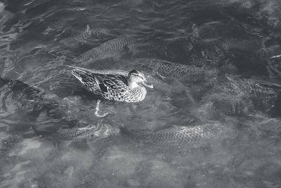 High angle view of duck swimming in lake