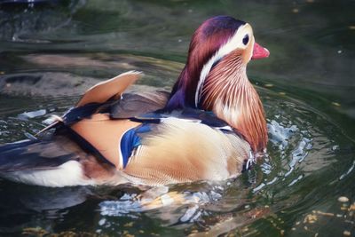 View of duck swimming in lake