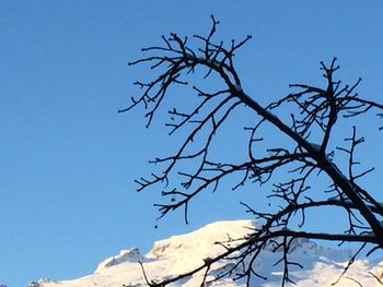 Low angle view of bare tree against clear blue sky