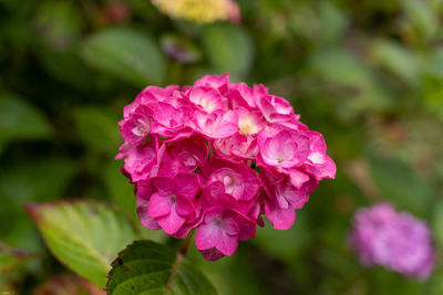 Close-up of pink flowering plant