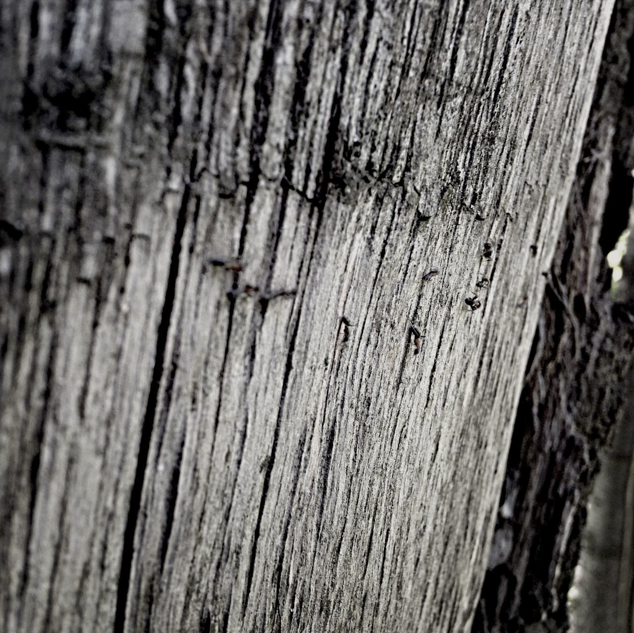 wood - material, wooden, textured, wood, plank, full frame, close-up, tree trunk, backgrounds, pattern, brown, tree, rough, nature, selective focus, day, weathered, natural pattern, outdoors, no people