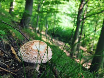 Close-up of mushroom growing on field