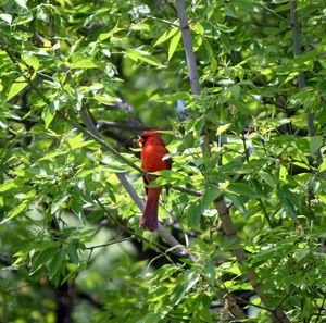 Bird perching on tree