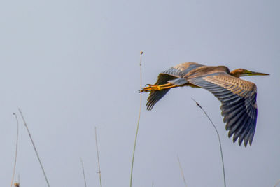 Close-up of bird flying against clear sky