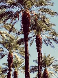 Low angle view of palm tree against sky