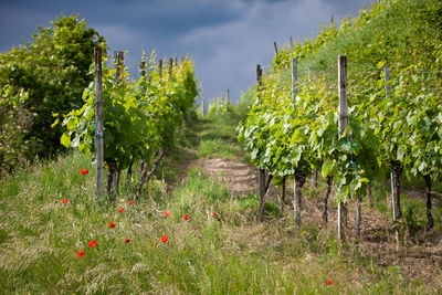 View of vineyard against sky