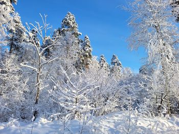 snow
