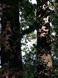 Low angle view of trees