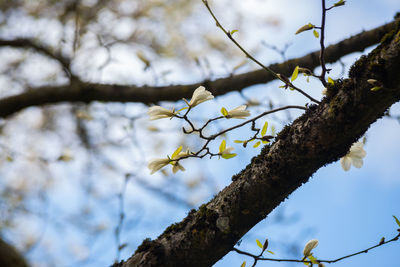 Low angle view of white tree against sky