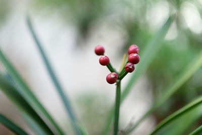 Close-up of red flowering plant