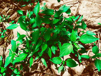 Close-up of plant growing on field