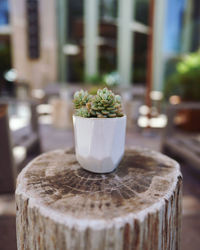 Close-up of potted plant on table