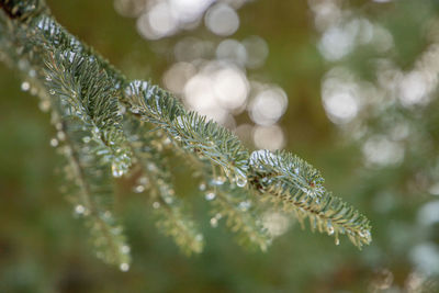 Close-up of pine tree