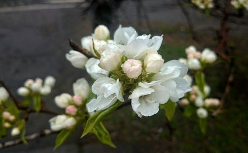 Close-up of white flowers